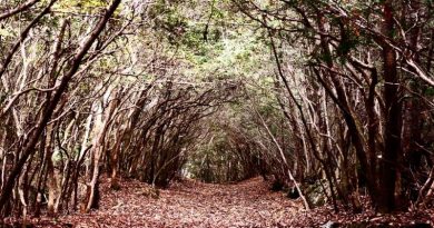 im Aokigahara nehmen sich viele Menschen das Leben.