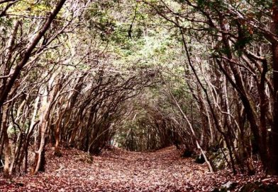 im Aokigahara nehmen sich viele Menschen das Leben.