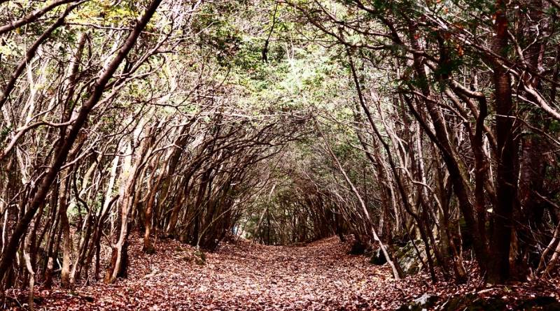 im Aokigahara nehmen sich viele Menschen das Leben.